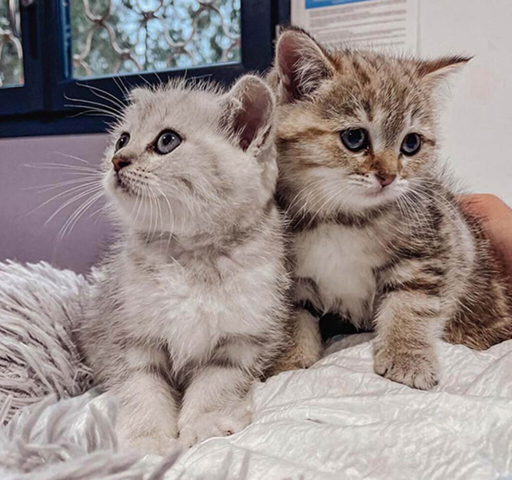 Faites identifier votre chat