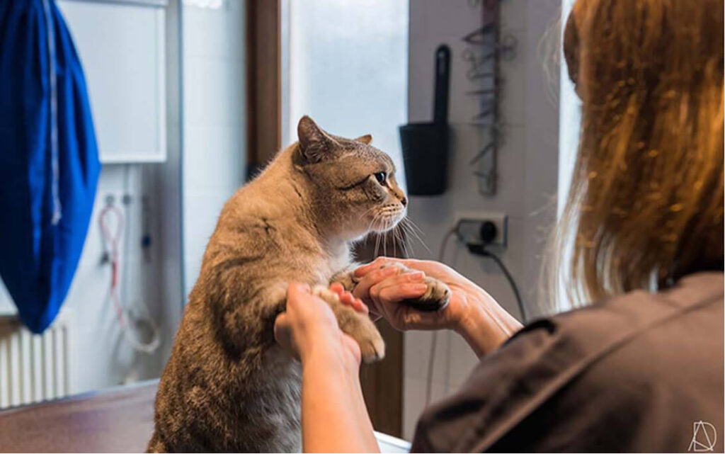 PC-Preparer-la-visite-chat