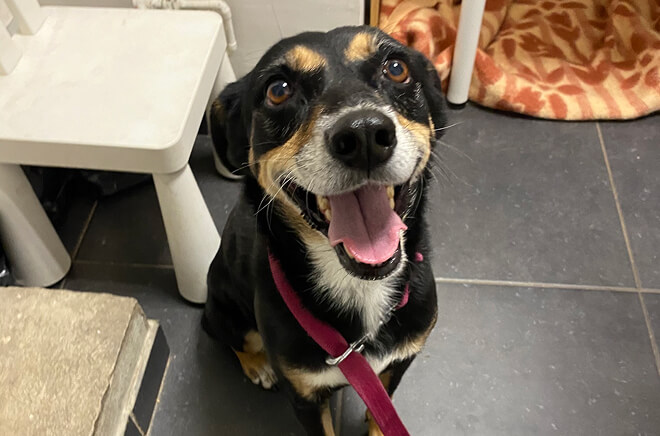 Education et Dressage